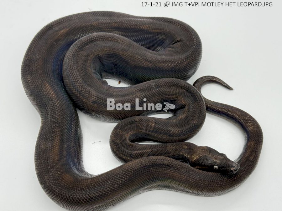 IMG T+VPI MOTLEY HET LEOPARD